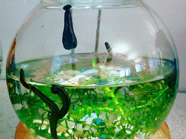 Blutegel im Glas mit grünen Wasserpflanzen
