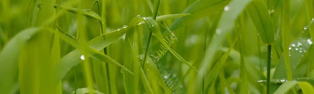 Frisches Gras mit Tautropfen